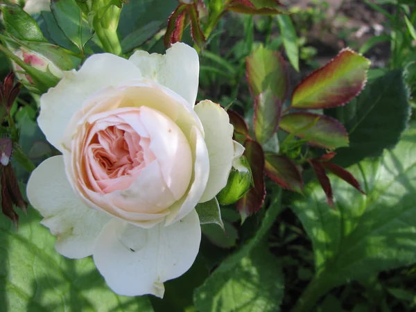 Bellissimi fiori bianchi — Foto Stock