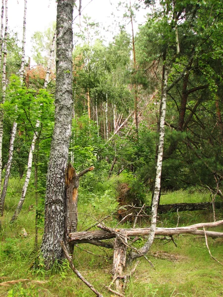 Текстура коры дерева с мхом — стоковое фото