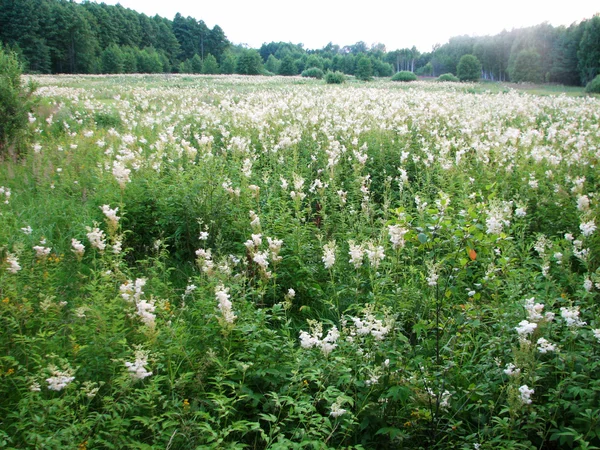 Krajobraz lato z pola trawy — Zdjęcie stockowe