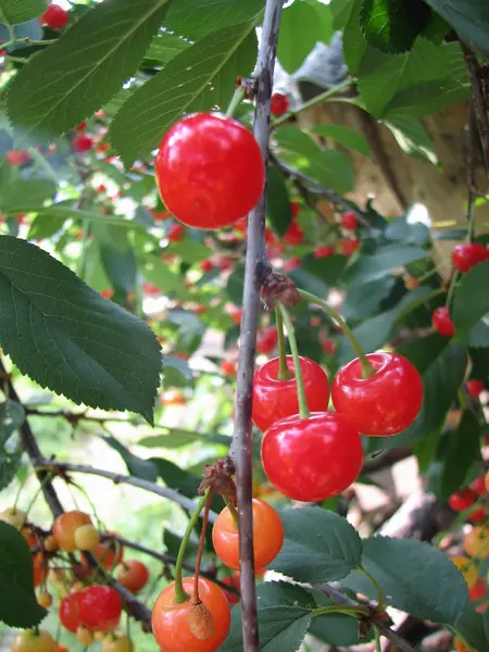 Árbol con cerezas maduras — Foto de Stock