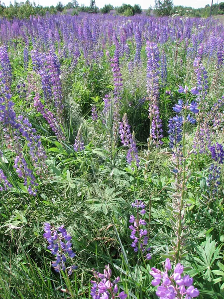 Lupins violet vif — Photo