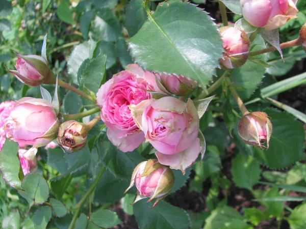 Pink roses in the  garden — Stock Photo, Image