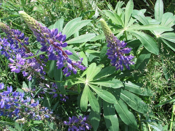 Bright purple lupines — Stock Photo, Image