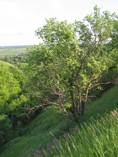 Colinas verdes com árvores — Fotografia de Stock