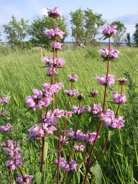 草甸粉红色的花 — 图库照片