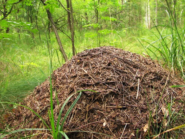 La gran colina de hormigas — Foto de Stock