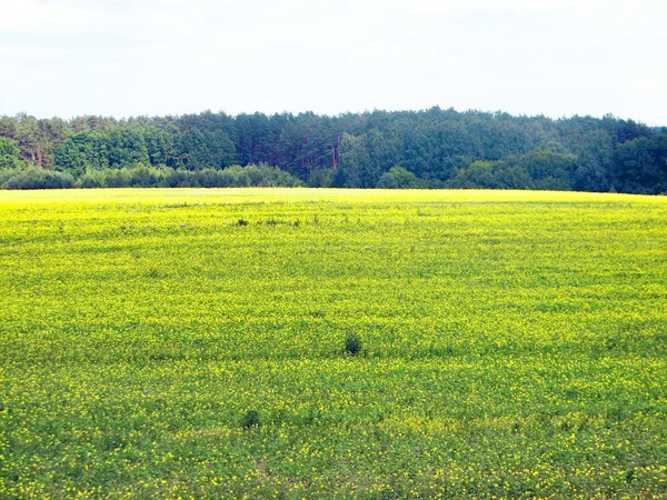 Zomer landschap met gebied van gras — Stockfoto