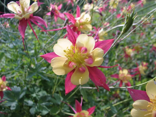 Łąka różowe kwiaty — Zdjęcie stockowe