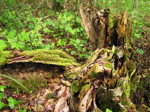 Um tronco de árvore musgoso — Fotografia de Stock