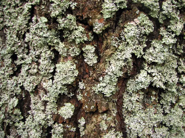 A tree bark texture with moss — Stock Photo, Image