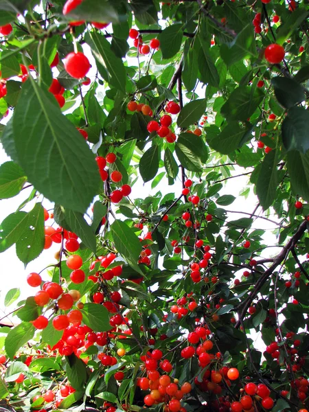 Árbol con cerezas maduras — Foto de Stock