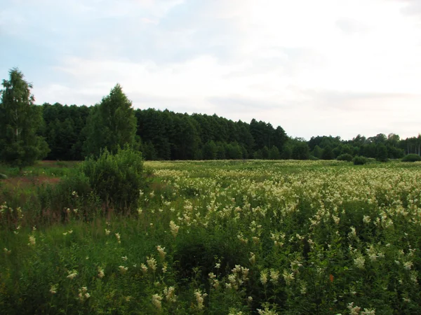 Letní krajina s polem trávy — Stock fotografie
