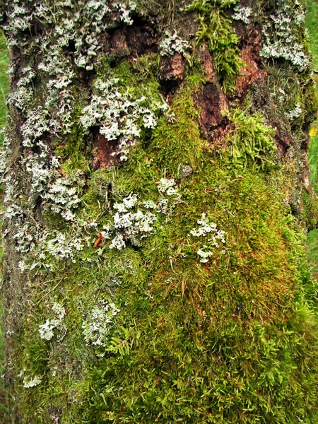 Текстура дерев'яної кори з мохом — стокове фото