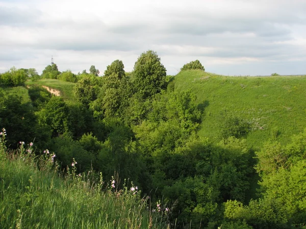 Зеленые холмы с деревьями — стоковое фото