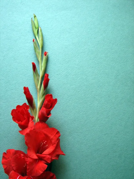 Fiori di gladiolo rosso — Foto Stock