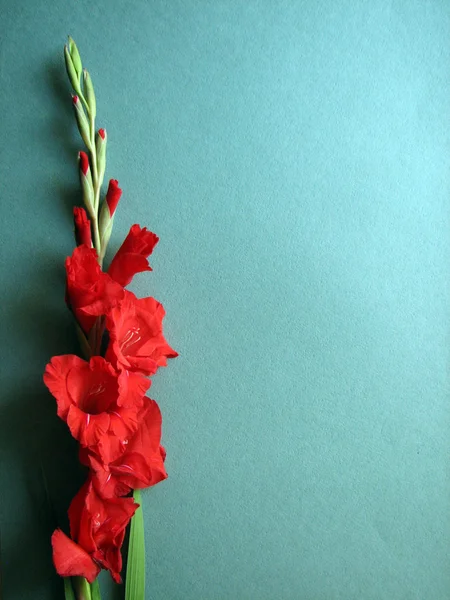 Червоні Троянди плетисті квіти — стокове фото