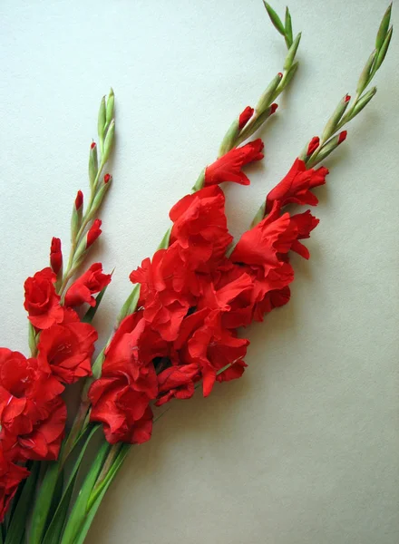 Rote Gladiolenblüten — Stockfoto