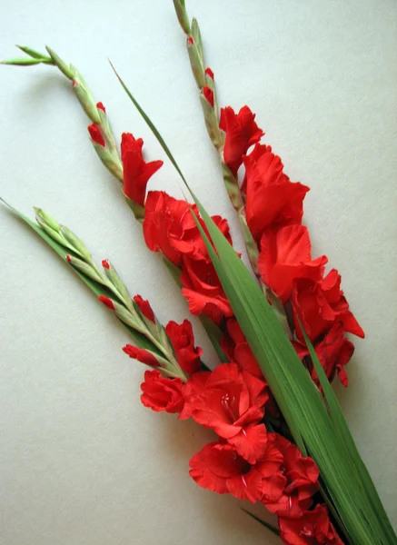 Červená mečík květiny — Stock fotografie