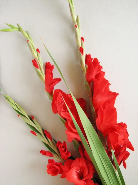 Red gladiolus flowers — Stock Photo, Image