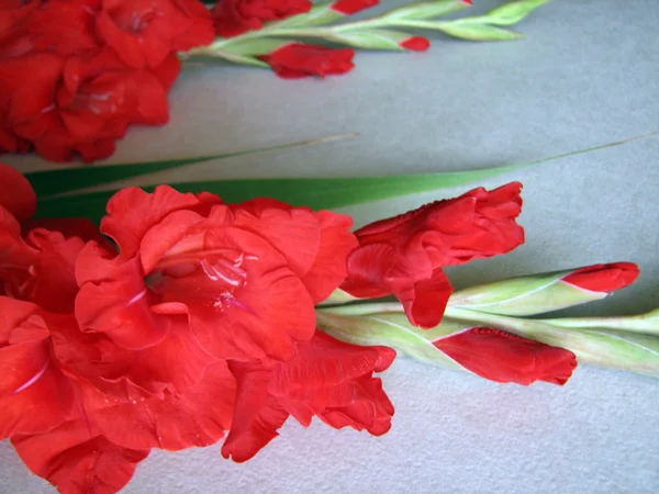 Červená mečík květiny — Stock fotografie
