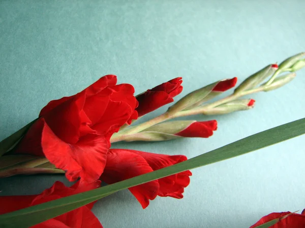 赤いグラジオラス花 — ストック写真