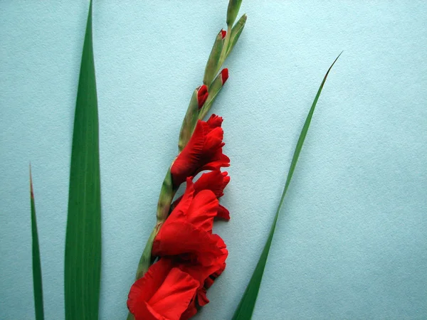 Rote Gladiolenblüten — Stockfoto