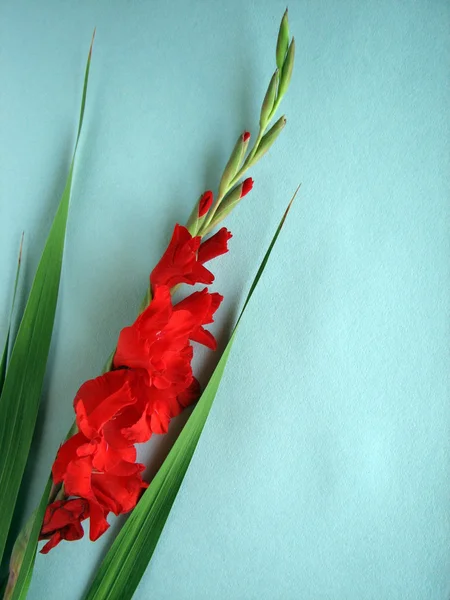 Fiori di gladiolo rosso — Foto Stock