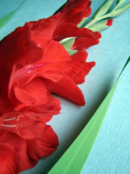 Червоні Троянди плетисті квіти — стокове фото