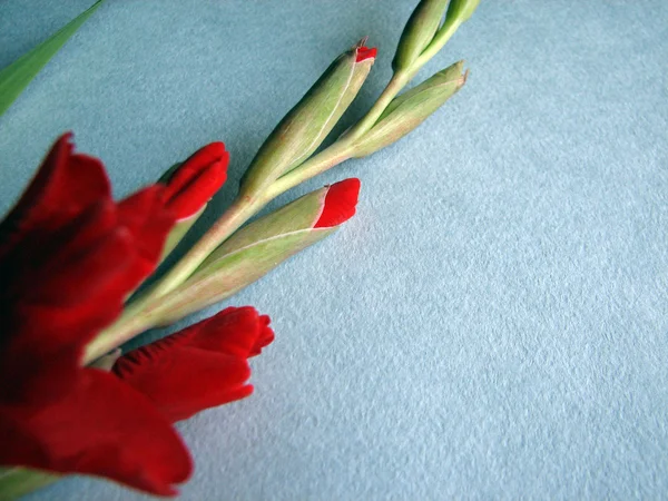 Κόκκινες γλαδιόλες λουλούδια — Φωτογραφία Αρχείου