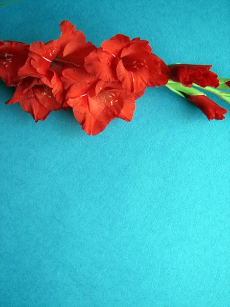 Gladíolo vermelho flores — Fotografia de Stock
