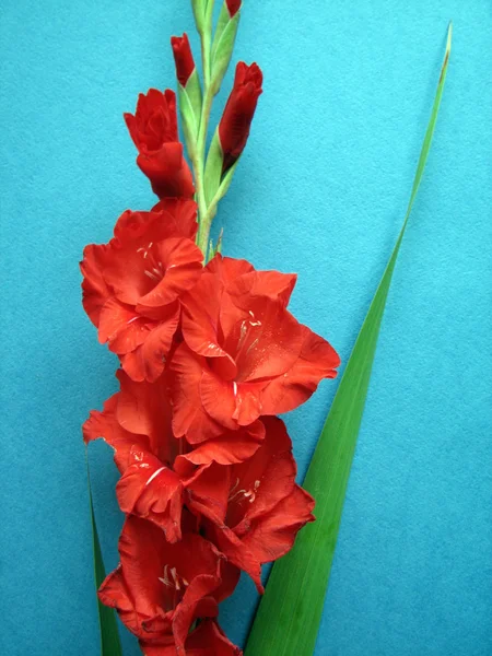 Rote Gladiolenblüten — Stockfoto