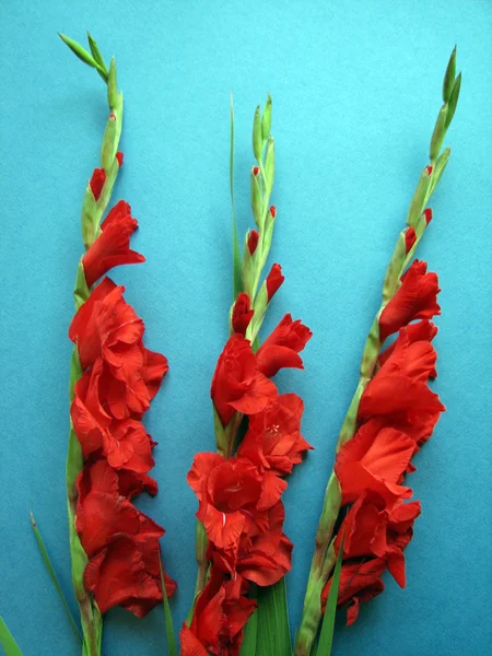 Flores de gladiolo rojo — Foto de Stock
