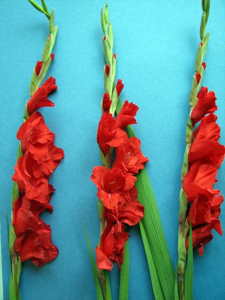 Fiori di gladiolo rosso — Foto Stock