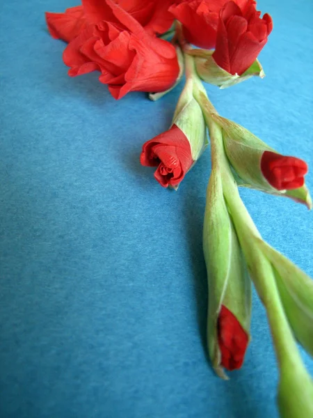 Gladíolo vermelho flores — Fotografia de Stock