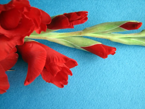 Fiori di gladiolo rosso — Foto Stock