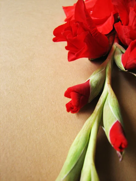 赤いグラジオラス花 — ストック写真