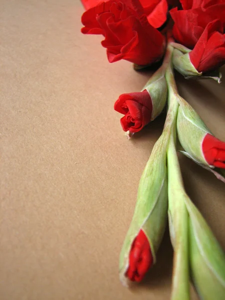Red gladiolus flowers — Stock Photo, Image