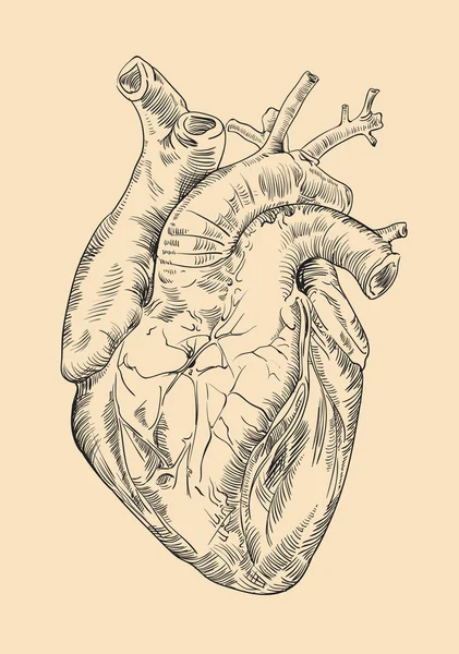 Tekening menselijk hart met bloemen — Stockvector