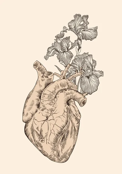 Rajz emberi szív, virágok — Stock Vector