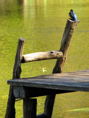 Güzel mavi Kingfisher kuş