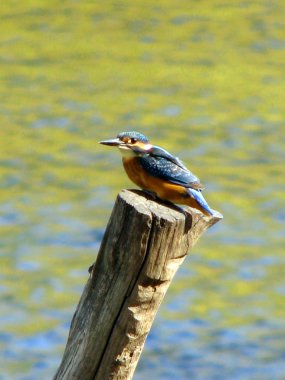 Güzel mavi Kingfisher kuş