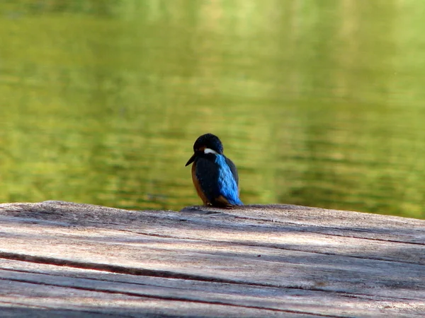 Schöner blauer Eisvogel — Stockfoto