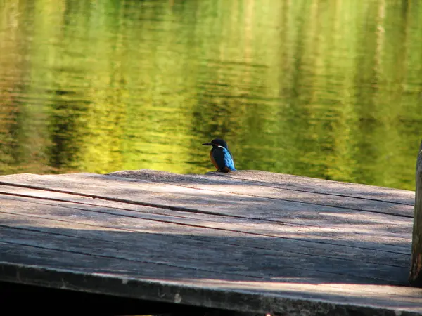 Schöner blauer Eisvogel — Stockfoto