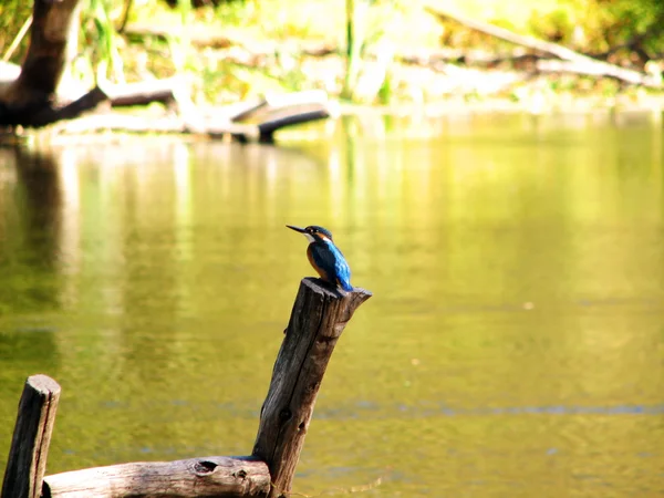 Schöner blauer Eisvogel — Stockfoto