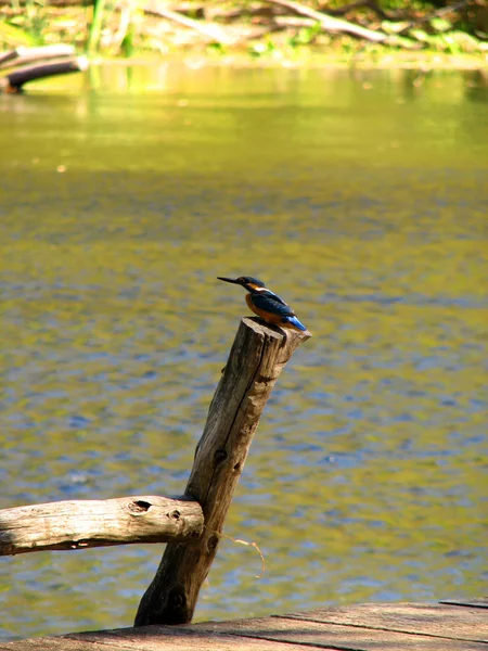 Hermoso pájaro pescador real azul — Foto de Stock