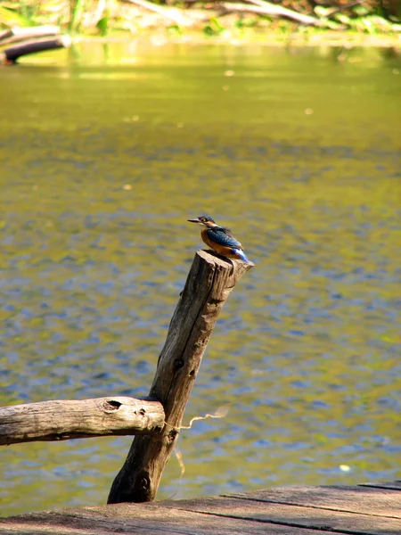 Schöner blauer Eisvogel — Stockfoto