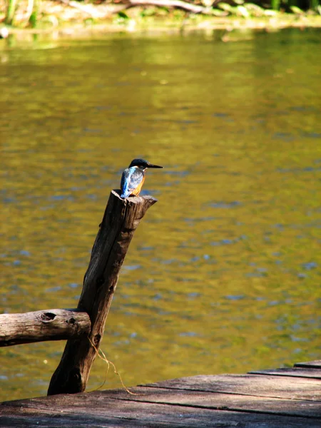 Belo pássaro kingfisher azul — Fotografia de Stock