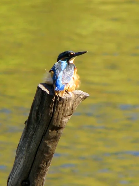 Belo pássaro kingfisher azul — Fotografia de Stock