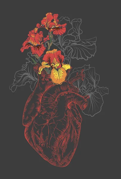 绘制人类心脏与花 — 图库矢量图片