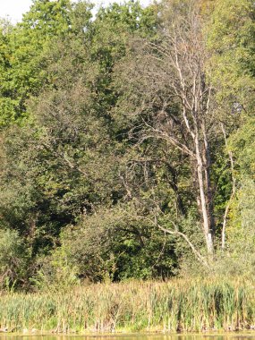 Orman Gölü veya havuzda ağaçları ile. Çim yeşil ve koyu suyla yapraklar ve çiçekler